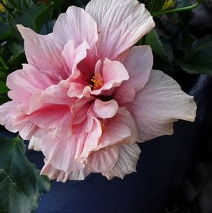 Meet your Posher, Melanie